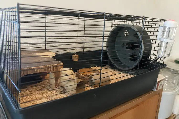 Eerste opvang na aankoop dierenwinkel
